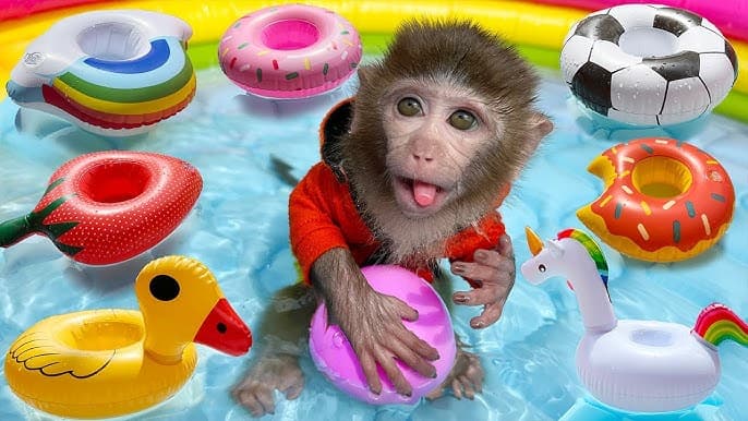 Monkey playing in pool