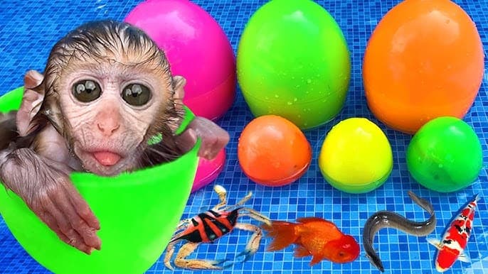 Monkey playing with balloons in Garden