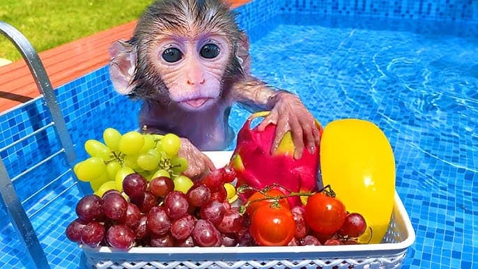 Monkey taking breakfast in swimming pool