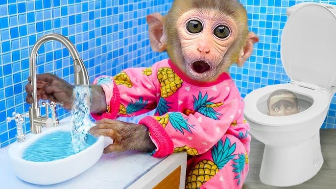 Monkey learning washing hands in Washroom